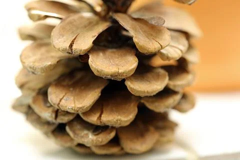 A pine cone Stock Photos