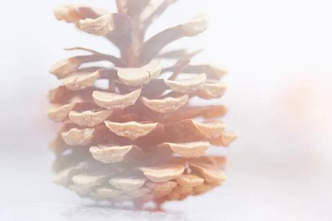 A pine cone Stock Photos
