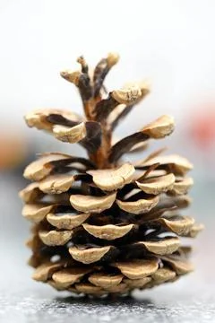 A pine cone Stock Photos