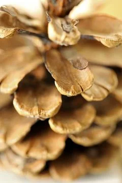 A pine cone Foto stock