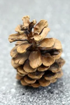 A pine cone Foto stock