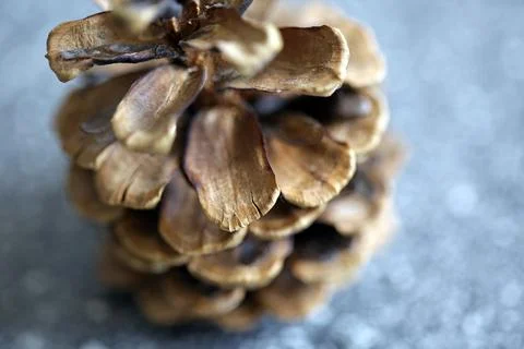 A pine cone Stock Photos