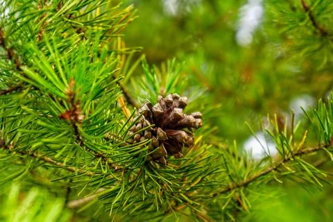 Pine cone Stock Photos