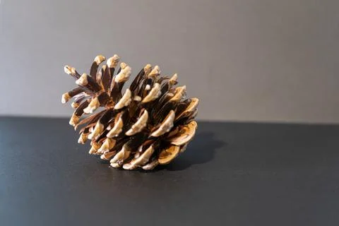 Pine Cone Stock Photos