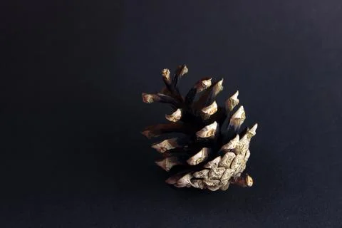Pine cone Stock Photos