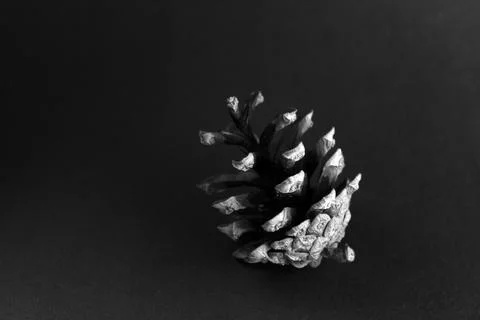 Pine cone Stock Photos