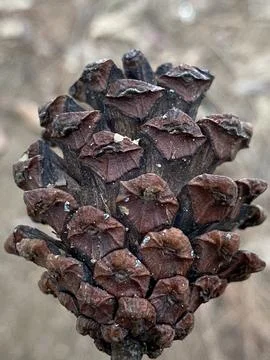 Pine Cone Stock Photos