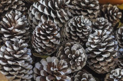 Pine cone Foto stock