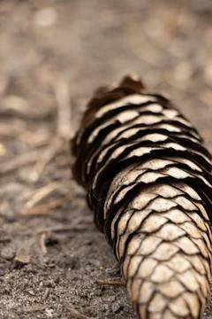 Pine cone Stock Photos