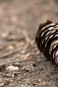 Pine cone Stock Photos