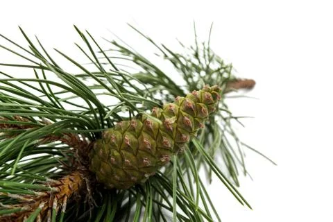 Pine cone pine branch Stock Photos