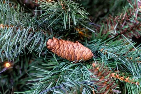 A pine cone with pine branches and lights, used as Christmas decorations. Stock Photos