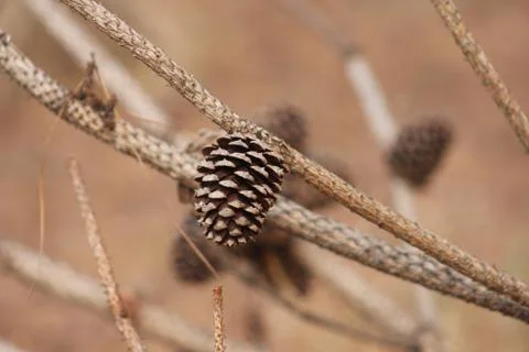 Pine cone on pine dry tree branch with brown background Stock Photos
