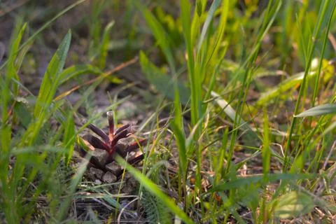 Pine cone in a pine forest on the grass Stock Photos