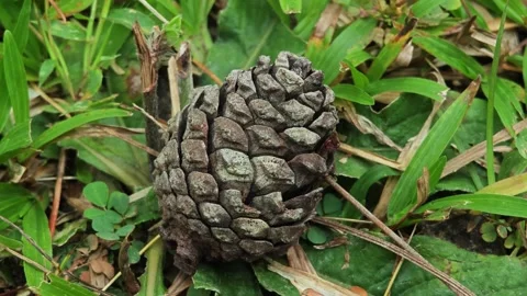 Pine cone in pine garden. Stock Footage 304583881