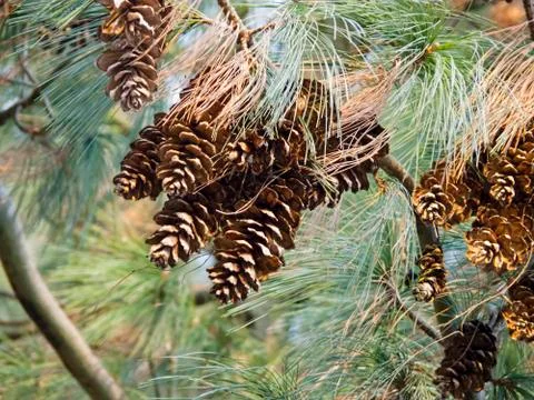 Pine cone on pine tree Stock Photos