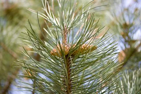 Pine Cone Pine Tree 스톡 사진