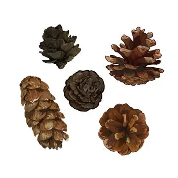 Pine cone pinecone set isolated on white background. Colorful hand drawn vector Stock Illustration