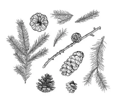 Pine cone pinecone set isolated on white background. Colorful hand drawn vector Stock Illustration