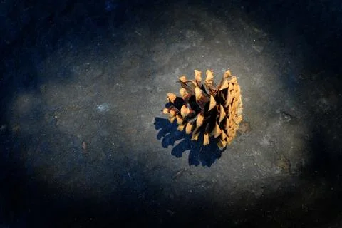 Pine Cone Pinecone in Sunlight Seeds for Growth and Coniferous Forest Stock Photos
