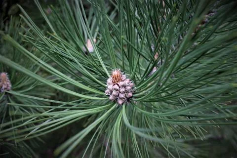 Pine Cone Plant Stock Photos
