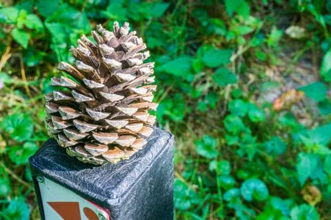 Pine cone on a pole in close up Stock Photos