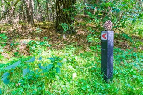 Pine cone on a pole a forest landscape with trees and grass Stock Photos
