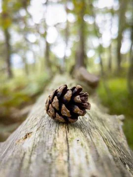Pine Cone Portrait Stock Photos