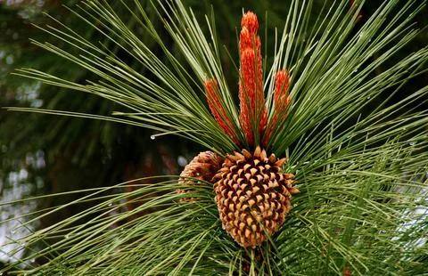 Pine cone with rain drops Stock Photos
