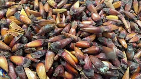 The pine cone is, in reality, the true fruit of the araucaria Stock Footage 276714113