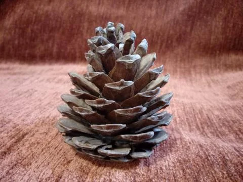 Pine cone on red background Stock Photos