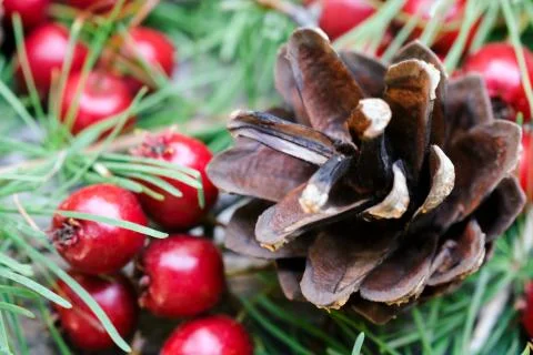 Pine cone with red berries close up Stock Photos