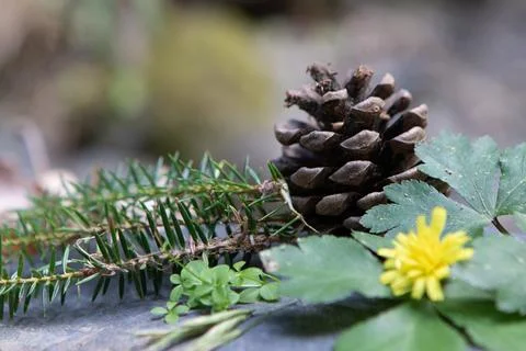 Pine cone resting on forest floor with yellow wildflower 스톡 사진