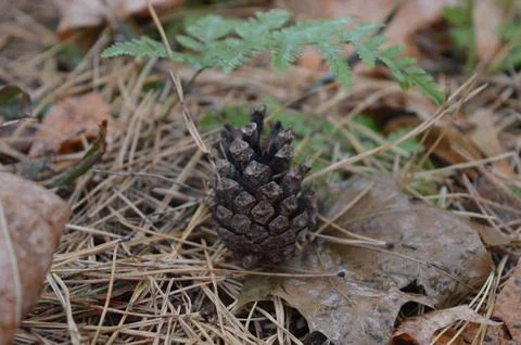 Pine cone resting on the forest floor surrounded by fallen leaves and pine Stock Photos