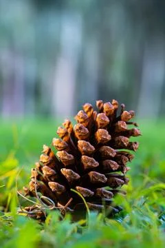 Pine cone resting on green grass in soft sunlight Stock Photos