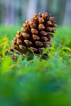 Pine cone resting on green grass in soft sunlight Stock Photos