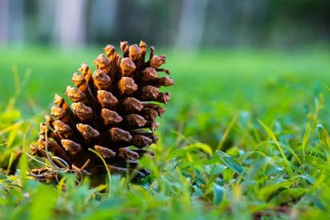 Pine cone resting on green grass in soft sunlight Stock Photos