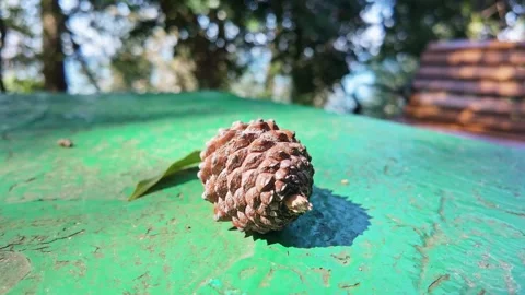 Pine Cone Resting On Green Surface Vídeo Stock 344521228