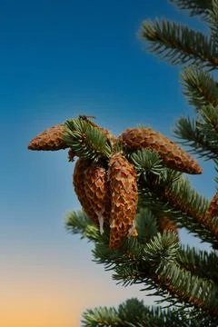 A pine cone rests on a tree branch against a blue sky and sunset. The intrica Stock Photos