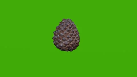 A pine cone rotates on a green screen Stock Footage 279079655