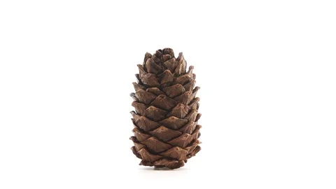Pine cone rotating on white background Stock Footage 91134483