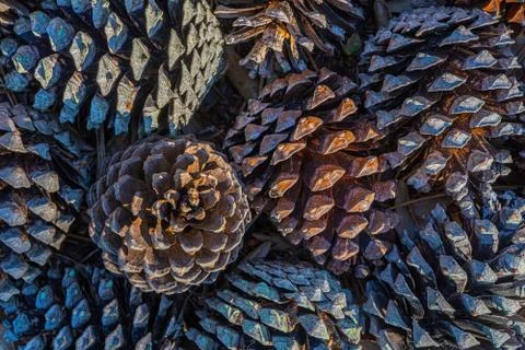 Pine cone in rustic style. Xmas new year card background. Winter forest. Merry Stock Photos