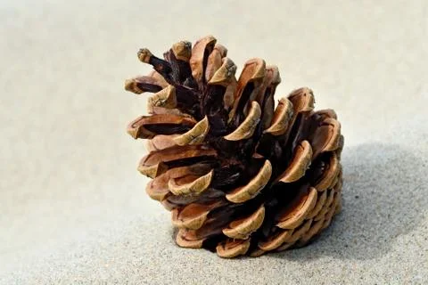 Pine cone on the sand Stock Photos