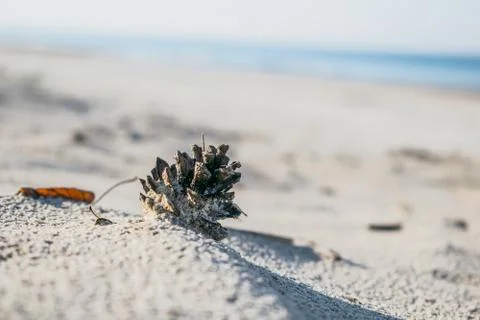 Pine cone on sand Stock Photos