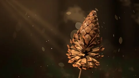 Pine Cone Scales Opening Macro Autumn Light Animation Vidéo 346879238