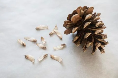 Pine cone seed on baking paper Stock Photos