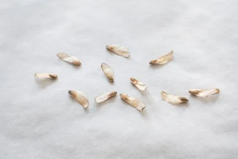 Pine cone seed on baking paper Stock Photos