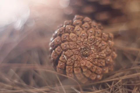 Pine cone seed Stock Photos
