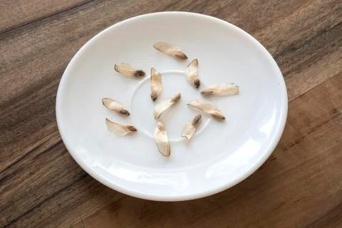 Pine cone seed on the plate Stock Photos