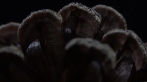 Pine cone seeds macro close up video Stock Footage 153469019